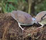 White-throated Quail-Dove blog_9906.jpg