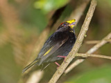 Golden-winged Manakin - male_3821.jpg