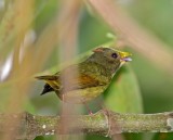 Golden-winged Manakin - juvenile male_3678.jpg