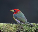 Red-headed Barbet - male_7963.jpg
