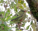 Barred Fruiteater - female_0263.jpg