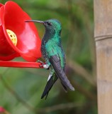 Red-billed Emerald - male_2433.jpg