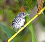 Pacific Antwren - male_9628.jpg