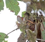 Red-faced Spinetail_8663.jpg