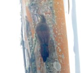 Strong-billed Woodcreeper_4384.jpg