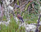 Brown-backed Chat-Tyrant_0471.jpg