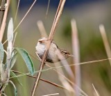 Grass Wren_0479.jpg