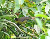 Dusky-headed Brushfinch_4158.jpg