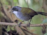 Grey-browed Brushfinch_9765.jpg