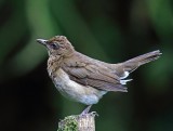 Black-billed Thrush_8062.jpg