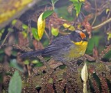 Choco Brushfinch_0628.jpg