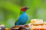 Bay-headed Tanager - male_2142.jpg
