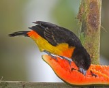 Flame-rumped Tanager - juvenile male_9083.jpg