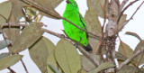 Glistening-green Tanager_9154.jpg