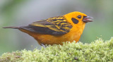 Golden Tanager_9501.jpg