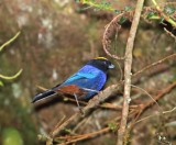 Golden-crowned Tanager_0518.jpg