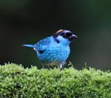 Golden-naped Tanager_8019.jpg