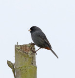 Paramo Seedeater - male_9883.jpg