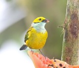 Silver-throated Tanager_8927.jpg