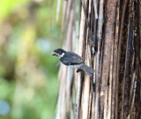 Variable Seedeater - male_9642.jpg