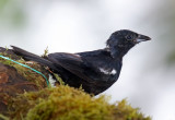 White-lined Tanager - male molting_9364.jpg
