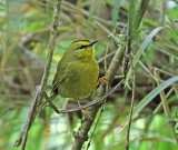 Black-crested Warbler_9787.jpg