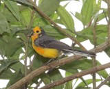 Golden-fronted Whitestart_0186.jpg