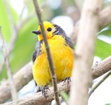Golden-fronted Whitestart_0204.jpg