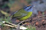 Russet-crowned Warbler_0078.jpg