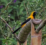 Yellow-backed Oriole_2378.jpg