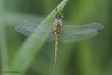 Bruinrode Heidelibel (Sympetrum striolatum)