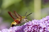 Glasvleugelpijlstaart (Hemaris fuciformis) 4