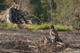 Bearded Vulture