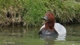 Common pochard ♂