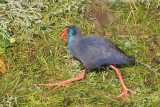 Purperkoet - Western Swamp Hen  (Porphyrio porphyrio)