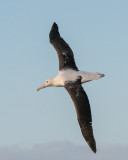 Northern Royal Albatross