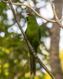 Red-crowned Parakeet