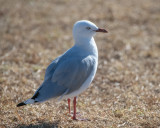 Red-billed Gull