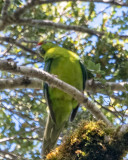 Yelow-crowned Parakeet