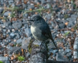 South Island Robin