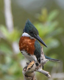 Amazon Kingfisher