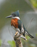 Amzaon Kingfisher