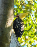 Blond-crested Woodpecker