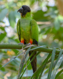 Nanday (Black-hooded) Parakeet
