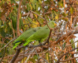 Turquoise-(Blue)-fronted Parrots