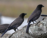 Shiny Cowbirds