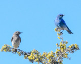 Mountain Bluebird