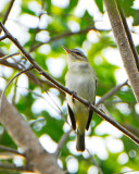 Black-whiskered Vireo