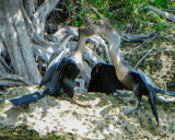 Anhingas