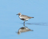 Black-bellied Plover